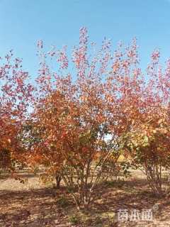 高度400厘米丛生黄栌