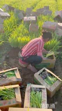 高度30厘米射干