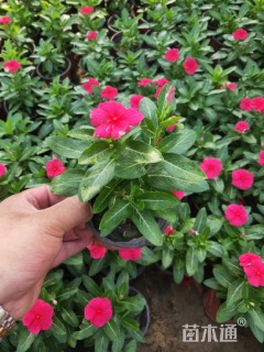 高度30厘米长春花