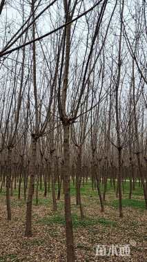 10公分金叶复叶槭