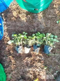 高度10厘米二月兰