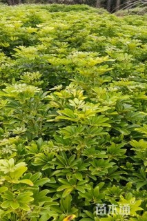 高度120厘米鸭脚木