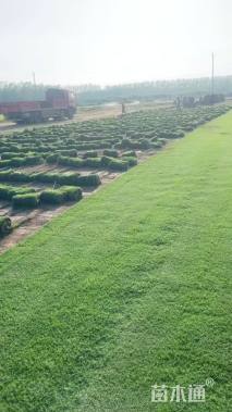 草块状马尼拉草