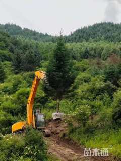 高度350厘米密枝云杉