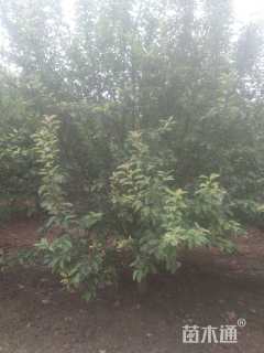 13公分绚丽海棠