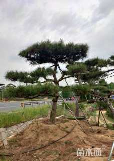 高度100厘米黑松