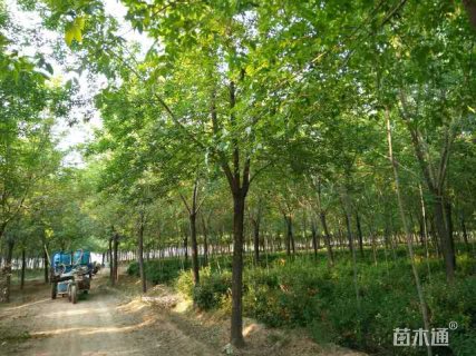 18公分白蜡