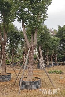 20公分香樟