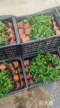 高度20厘米美国薄荷