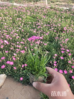 高度10厘米欧石竹