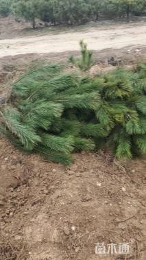 高度150厘米黑松