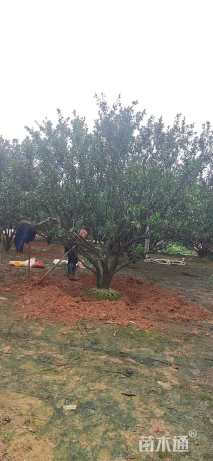 高度400厘米南丰蜜桔