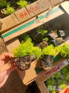 高度10厘米金叶佛甲草