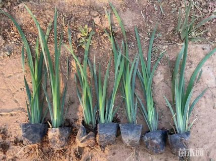 高度15厘米马兰头