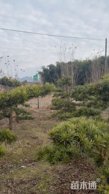 10公分罗汉松