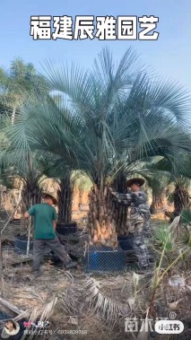 裸干高30厘米布迪椰子