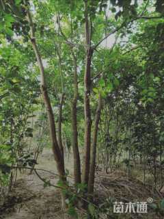 60公分丛生乌桕