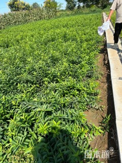 高度20厘米水蜡