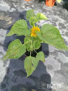 高度20厘米向日葵