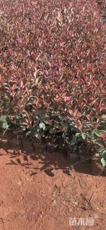 高度30厘米红叶石楠小苗