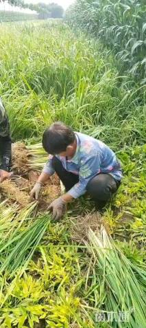 高度30厘米黄菖蒲