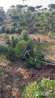 5公分造型小叶女贞