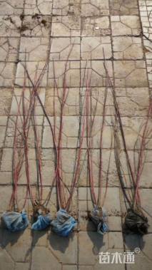 高度120厘米红瑞木