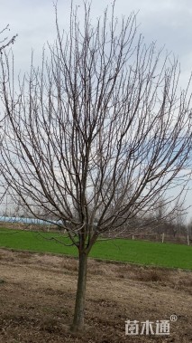 12公分北美海棠