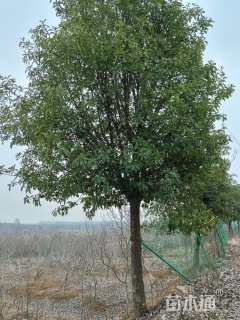 12公分椤木石楠