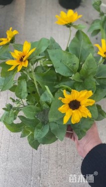 高度30厘米菊花