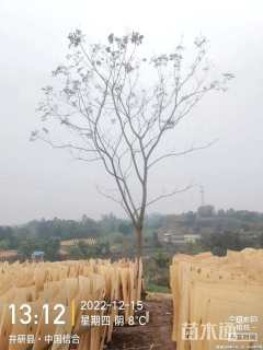 23公分栾树