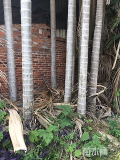 裸干高700厘米假槟榔