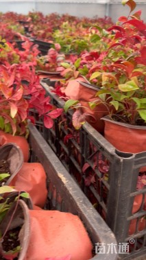 高度15厘米火焰南天竹