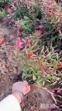 高度20厘米千鸟花