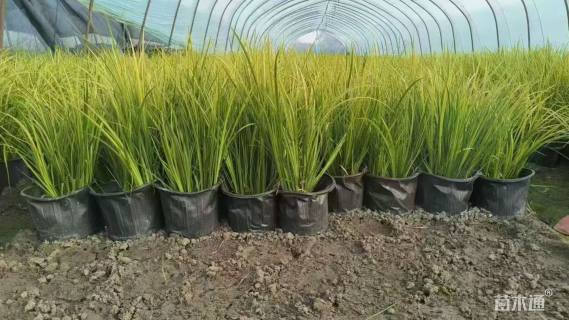 高度40厘米金叶石菖蒲