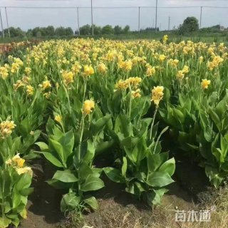高度25厘米水生美人蕉