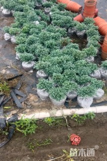 高度35厘米蓝色波尔瓦