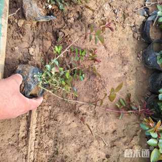 高度30厘米月季