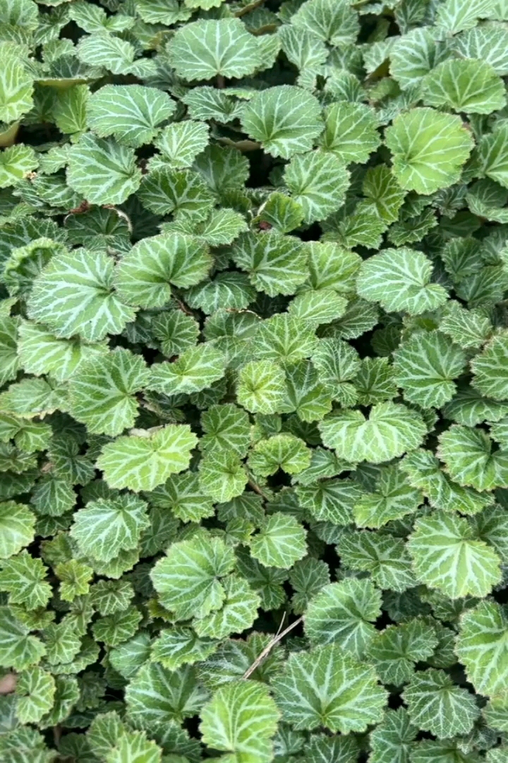 高度2厘米虎耳草