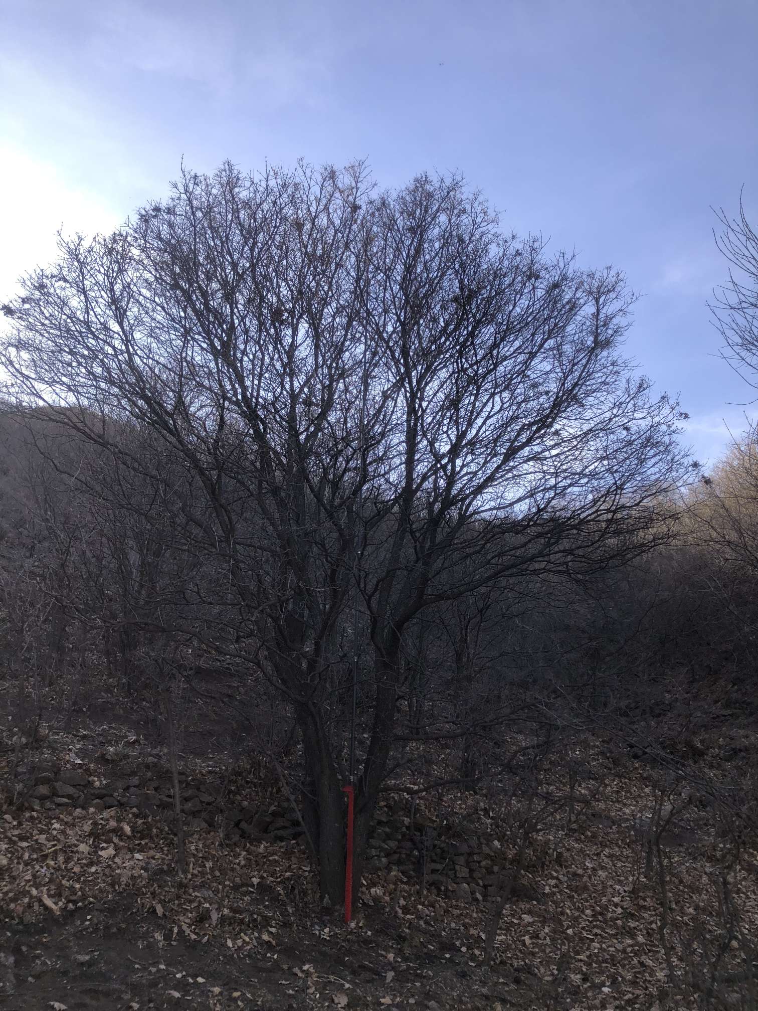 30公分暴马丁香