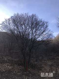 30公分暴马丁香