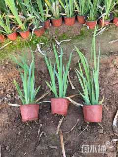 高度20厘米常绿鸢尾