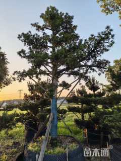 移栽苗造型罗汉松