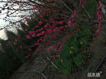 10公分红叶碧桃
