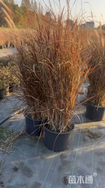 高度90厘米紫叶狼尾草