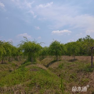 12公分河桦