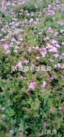 高度30厘米绣线菊
