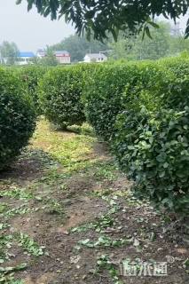 冠幅1.2厘米卫矛球