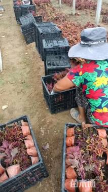 高度20厘米彩叶草