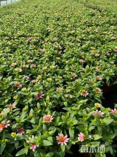 高度15厘米百日草